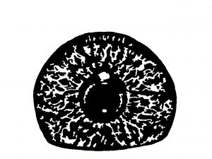 Chapter 1 Eye