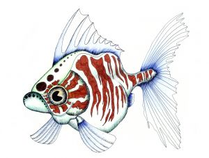 Belly Fish