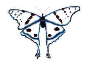 Blue Butterfly