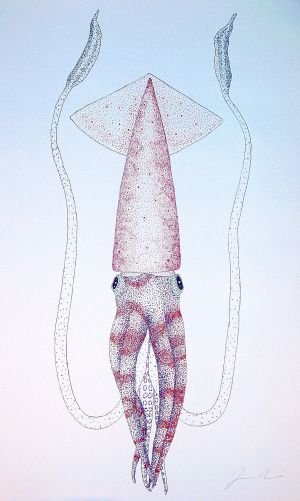 Squid