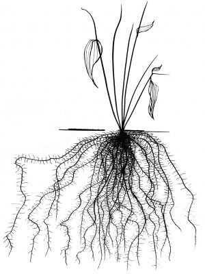 Roots