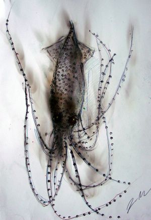 Brown Squid