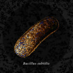 Bacillus subtilis. Common bacteria found in the soil and your gut.