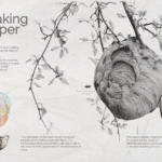 Making Paper by Jesse Morris. Bald-faced Hornets nest and 3D model.