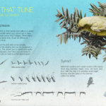 Name That Tune by Jesse Morris. Bird identification by sound.