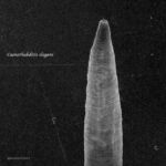 Caenorhabditis elegans. A nematode of great significance.