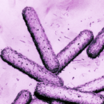 Propionibacterium. One of the most widespread microorganisms covering the human skin.