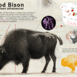 Wood Bison by Jesse Morris